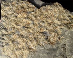 Hexagonocarpus hookeri